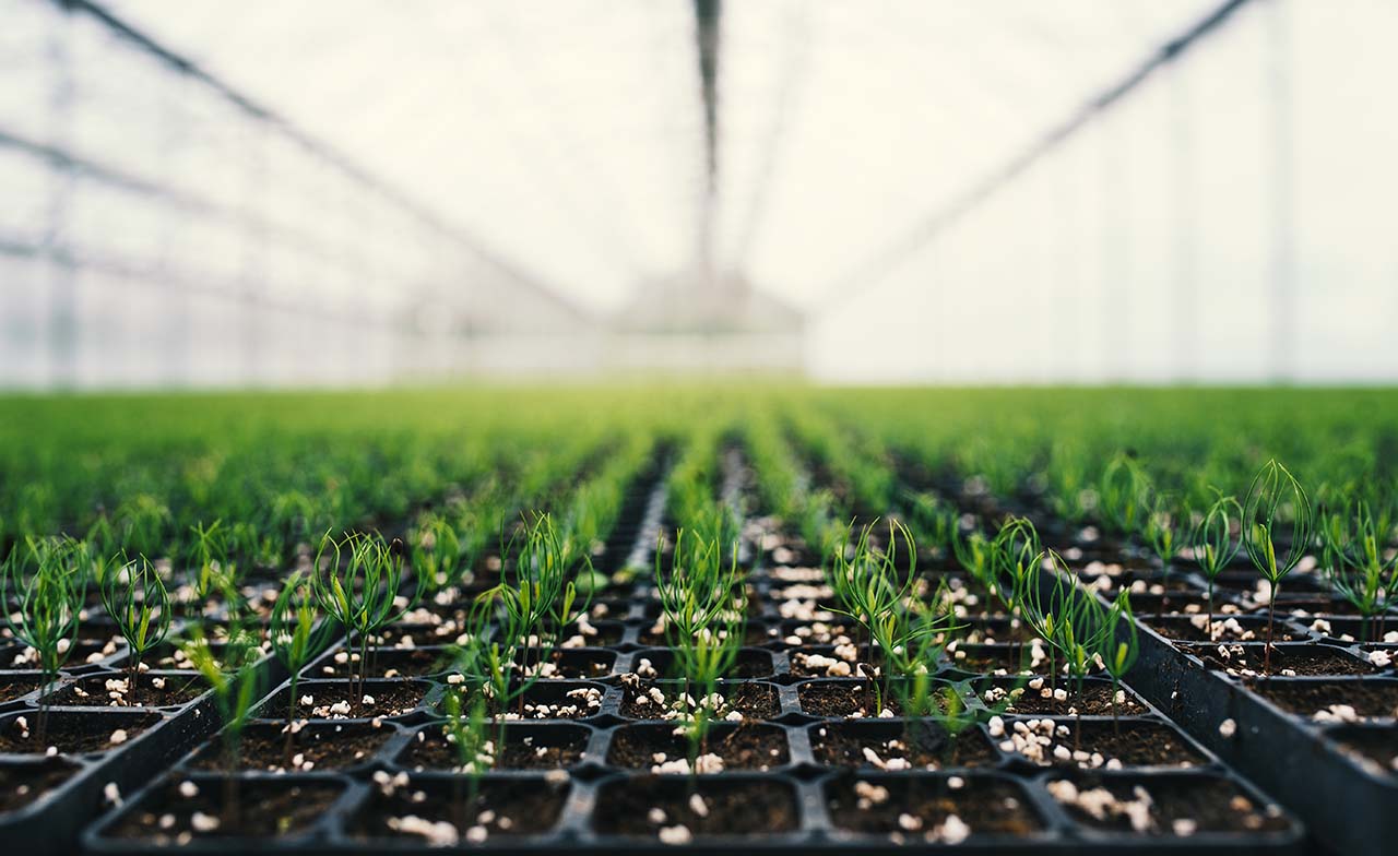 Greenhouse with rows of tree saplings