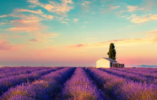 Ett litet vitt hus står ensamt mitt i ett fält av blommande lavendel under en färgsprakande…