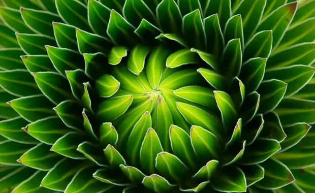 Abstract green flower