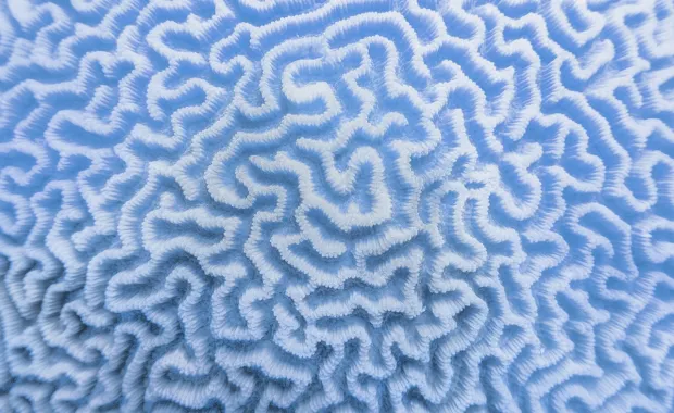 Organic texture of the hard brain coral