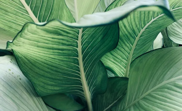 Tropical green leaves