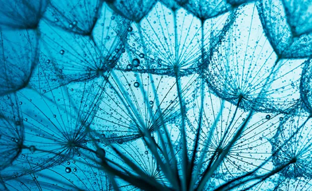 Close up of dandelion on the blue background