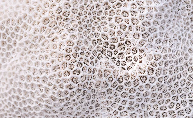 abstract of white coral 