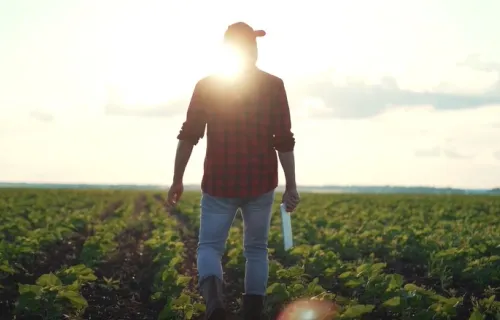 Person walking among crops