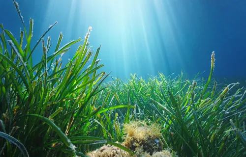 Partnering with Project Seagrass to use space data to reduce CO2