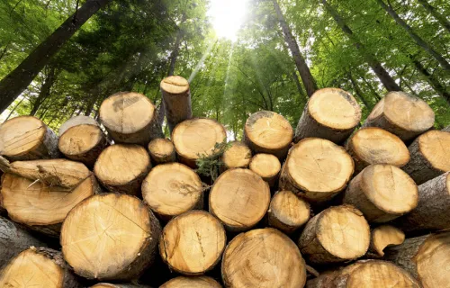 Pile of tree trunks lying on the forest floor