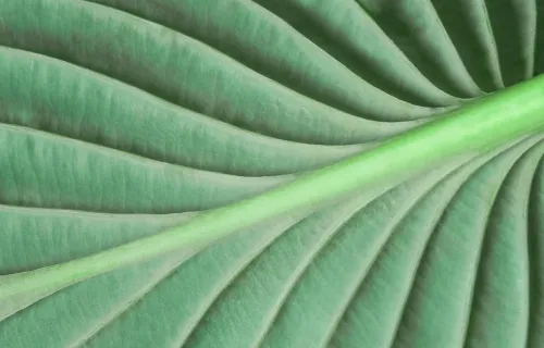 close-up of green leaf