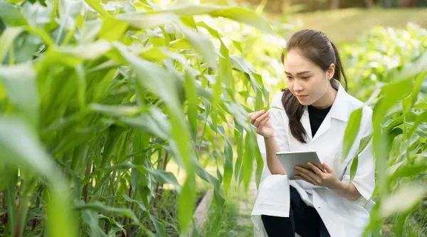 Researcher examining a plant
